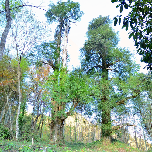 雩山香榧古树