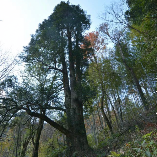 1200年香榧古树